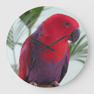 Relógio belo papagaio Eclectus vermelho fêmea de e