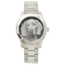 Bonito Cão Caçador de Weimaraner