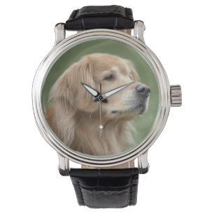 Relógio Cão considerável do golden retriever no close up