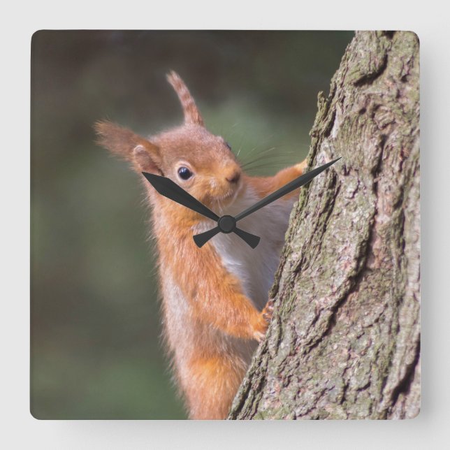 Relógio de esquilo (Frente)