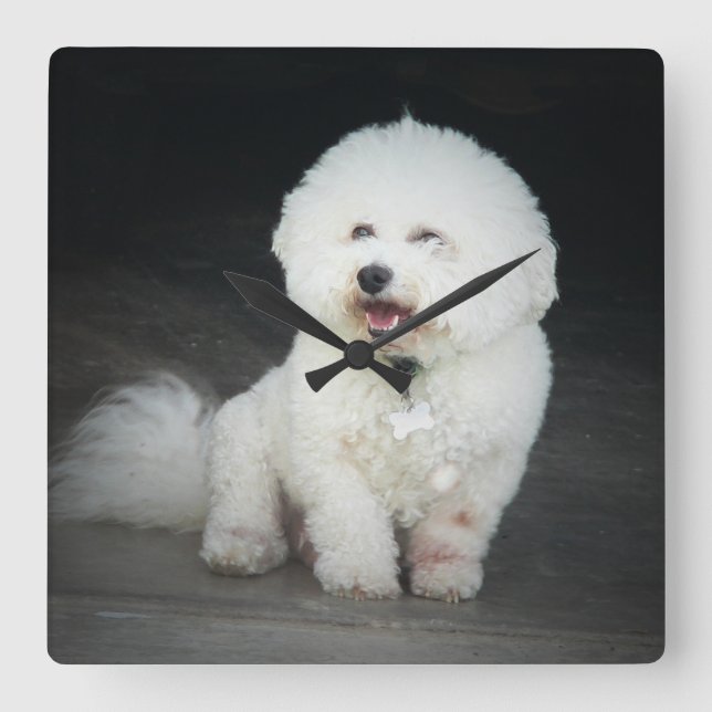 Relógio de Muro do Bischon Frise (Frente)