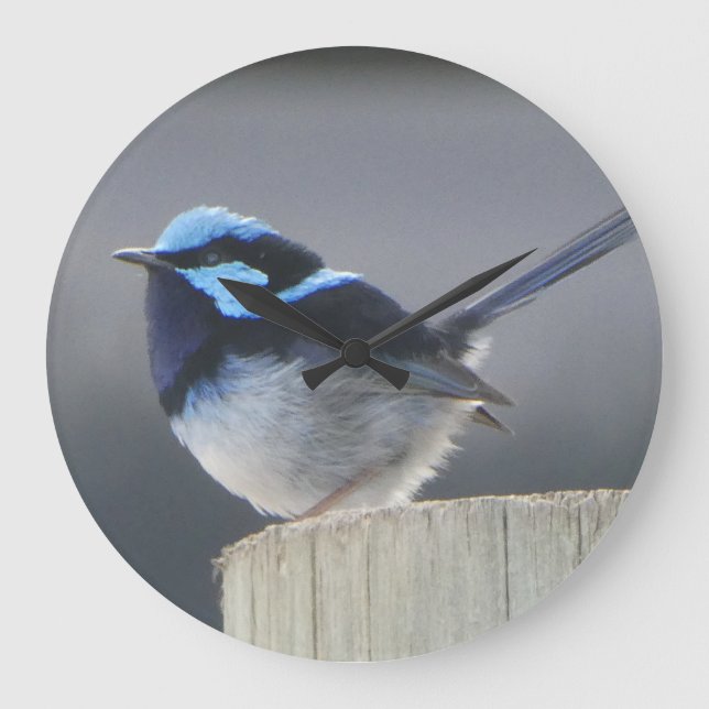 Relógio de Parede Cute Superb Fairywren (Frente)