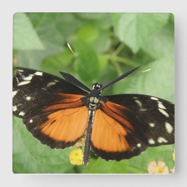 Relógio de Parede da Borboleta de Tigre Longwing (Frente)