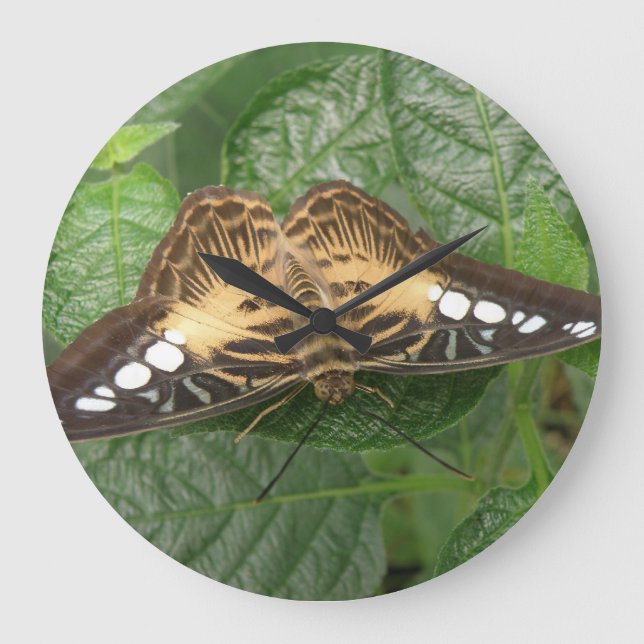 Relógio de Parede da Borboleta Tropical bonito (Frente)