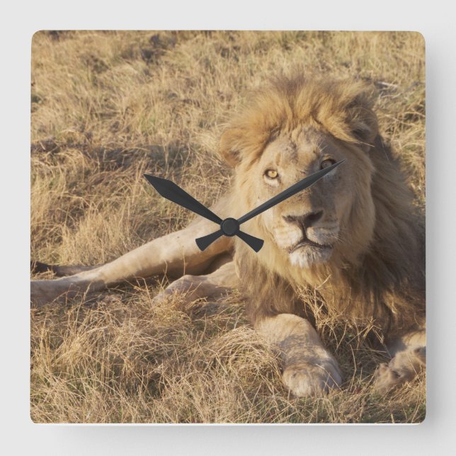 Relógio de Parede do Leão (Frente)