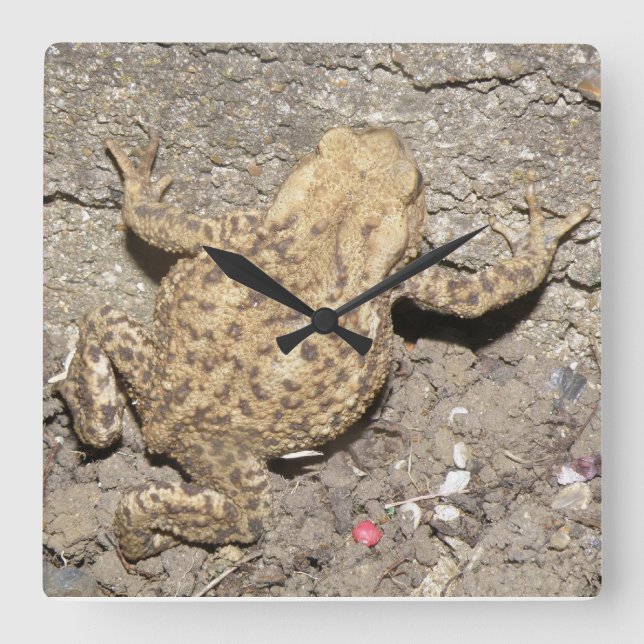 Relógio de Parede do Toad de Rastreamento em Cuta (Frente)