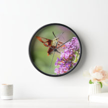 Hummingbird Moth em uma Borboleta Bush