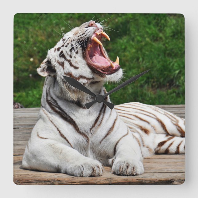 Relógio de Parede Tigre Branco, Tigre de Bengala (Frente)