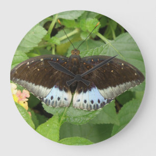 Relógio de Parede Tropical da Borboleta bonito