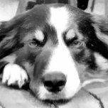RELÓGIO DE PULSO BORDER COLLIE<br><div class="desc">A black and white watercolor of a beautiful border collie.</div>