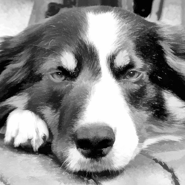 RELÓGIO DE PULSO BORDER COLLIE (Criador carregado)