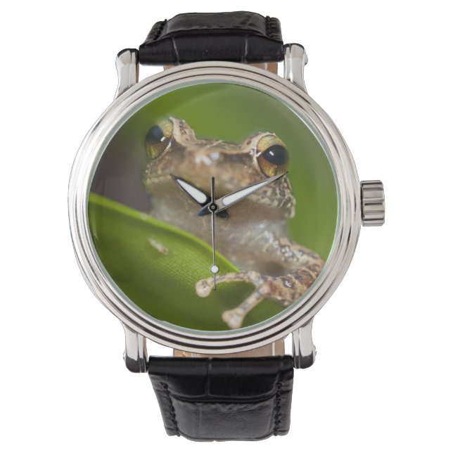 Relógio De Pulso Coqui comum, Eleutherodactylus coqui (Frente)