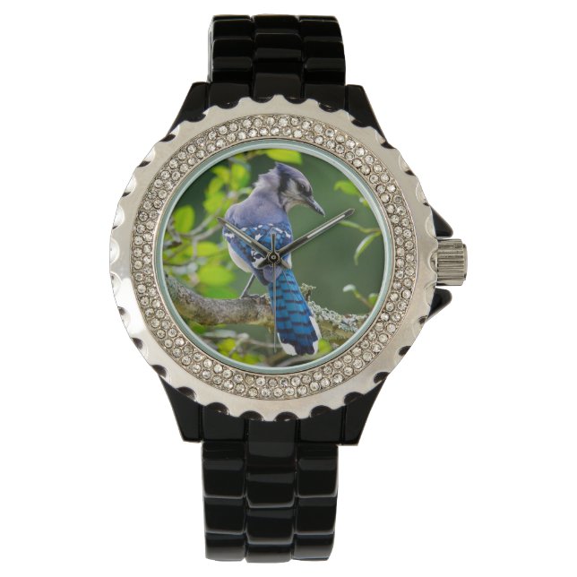 Relógio De Pulso Natureza Fotografia Tímida Blue Jay Designer Watch (Frente)
