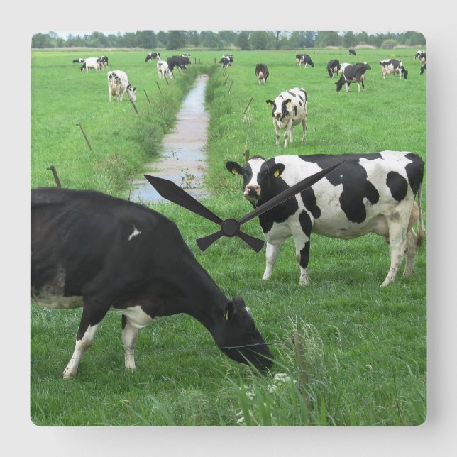 Relógio De Vaca (Frente)