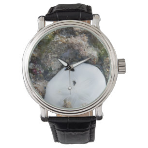 Relógio Dólar de areia no Coral de Fiji em Lado Baixo