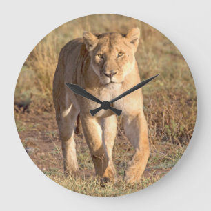 Relógio Grande África, Tanzânia, Serengeti. Leão e leoa