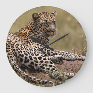 Relógio Grande África, Tanzânia, Serengeti. Leopardo