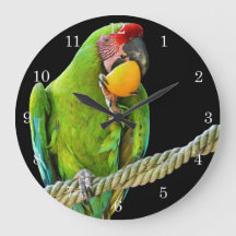 Ara Militaris Green Parrot