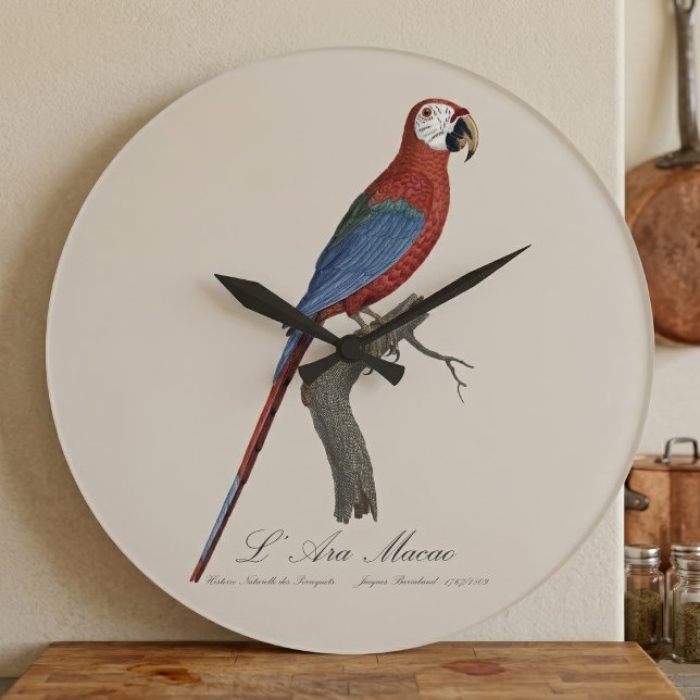Relógio Grande Arara-vermelha, Ara chloropterus (Red-and-green Macaw, Ara chloropterus. Large Clock)