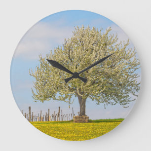 Relógio Grande Árvore De Cereja Em Primavera