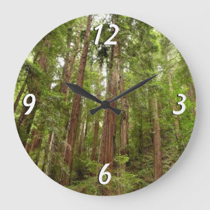 Relógio Grande Até Redwoods I em Muir Woods National Monument