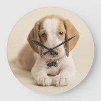 Beagle Puppy