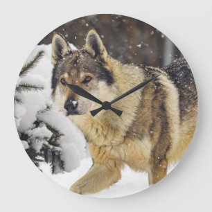 Relógio Grande Big Beautiful Grey Wild Wolf in snow