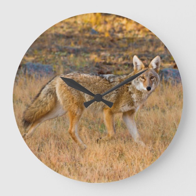 Relógio Grande Caça de coiote (Canis Latrans) (Frente)