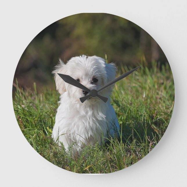 Relógio Grande Cachorrinho branco fofo (Frente)