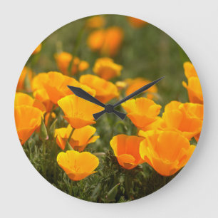 Relógio Grande California poppies, Montana de Oro State Park