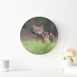 Relógio Grande Canadiano Coyote, Fotografia Animal