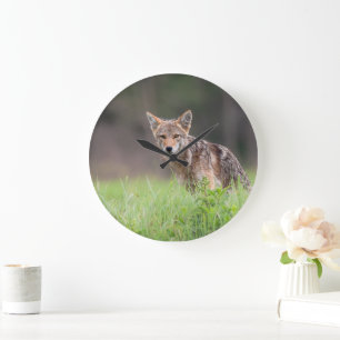 Relógio Grande Canadiano Coyote, Fotografia Animal
