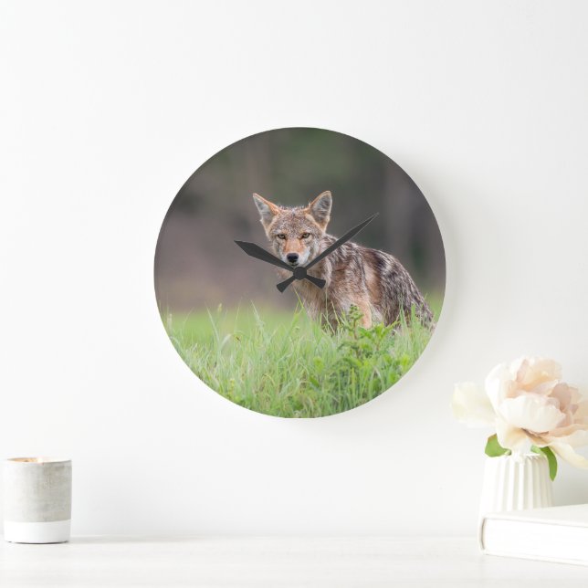 Relógio Grande Canadiano Coyote, Fotografia Animal (Lar)