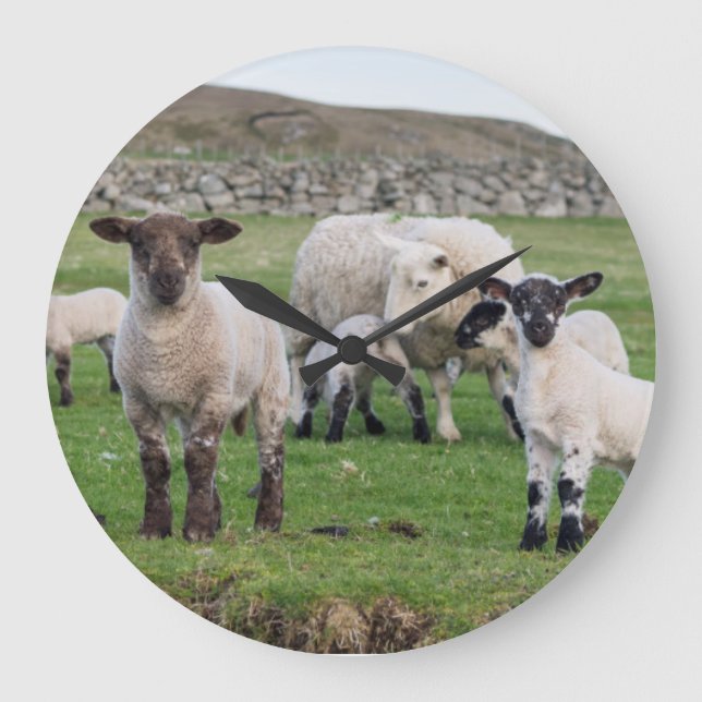 Relógio Grande Carneiros 5 de Shetland (Frente)