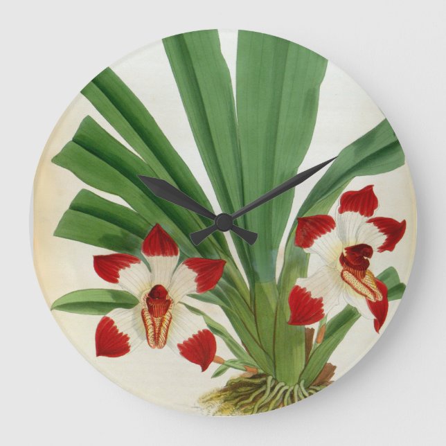 Relógio Grande Coleção Pescatorea Klabochurum Orchid Lindenia (Frente)