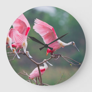 Relógio Grande Colhereiros Rosados (Ajaia Ajaja) Pousando