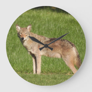 Relógio Grande Coyote fechar