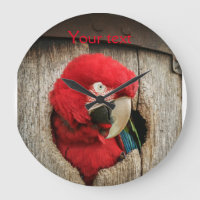 Cronometre com o papagaio verde do macaw da asa no