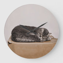 Cute Gray Tabby Cat Sleeping On Box