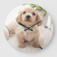 Dachshund diminuto