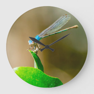 Relógio Grande Damselfly azul de Texas que descansa em uma folha