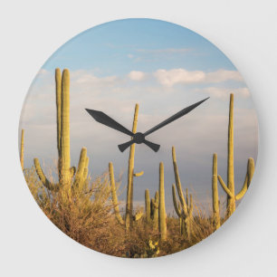 Relógio Grande EUA, Arizona, Parque Nacional do Saguaro, Saguaro