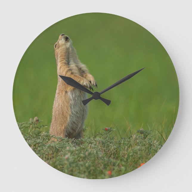 Relógio Grande EUA, South Dakota, parque estadual de Custer (Frente)