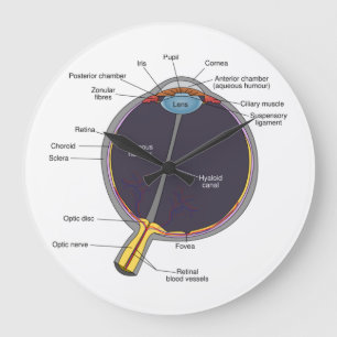 Relógio Grande Eye Anatomy Wall Clock