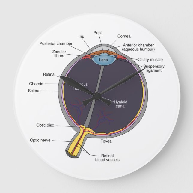 Relógio Grande Eye Anatomy Wall Clock (Frente)