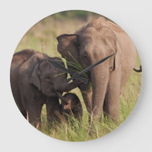 Relógio Grande Família indiana do elefante asiático no savana