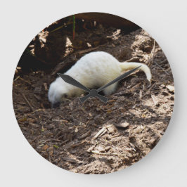 Relógio Grande Fome Inquieta: Meerkat Branco cavando para uma Ref