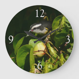 Relógio Grande Fotografia tropical de alimentação de aves de Ba