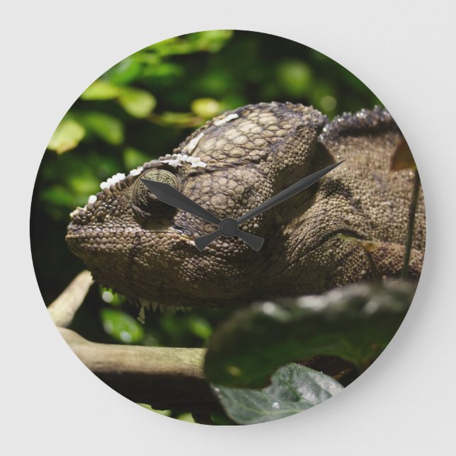 Relógio Grande Furcifer oustaleti (Frente)