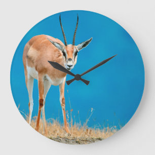 Relógio Grande Gazela de Grant (Gazella Granti) Ovelha Fêmea Retr